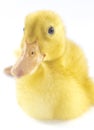 Funny yellow Duckling Royalty Free Stock Photo