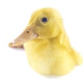 Funny yellow Duckling