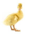 Funny yellow Duckling Royalty Free Stock Photo