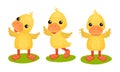 Funny Yellow Duckling Standing and Waving Wings Vector Set Royalty Free Stock Photo