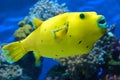 Funny yellow fish.