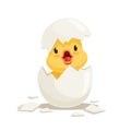 Funny yellow newborn chicken in broken egg shell, cute emoji character vector Illustration Royalty Free Stock Photo