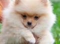 Funny yellow pomeranian on nature. Pretty puppy is good mood