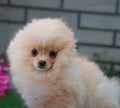 Funny yellow pomeranian on nature. Pretty puppy is good mood