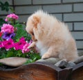 Funny yellow pomeranian on nature. Pretty puppy is good mood