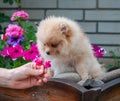 Funny yellow pomeranian on nature. Pretty puppy is good mood