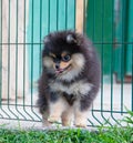 Funny yellow pomeranian on nature. Pretty puppy is good mood