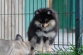 Funny yellow pomeranian on nature. Pretty puppy is good mood