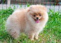 Funny yellow pomeranian on nature. Pretty puppy is good mood