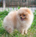 Funny yellow pomeranian on nature. Pretty puppy is good mood