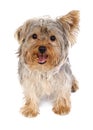 Funny yorkie