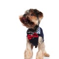 Funny yorkie with costume panting while looking to side