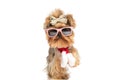 Funny yorkie dog with sunglasses and bow wearing christmas scarf