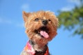 Funny Yorkie