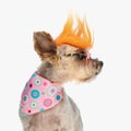 funny yorkie puppy with punk wig and sunglasses looking to side