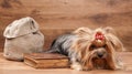 Funny yorkie puppy on table with wooden texture