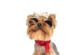 Funny yorkie puppy wearing red bandana around neck and retro sunglasses