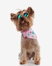 funny yorkshire terrier dog with sunglasses and pink bandana sticking out tongue Royalty Free Stock Photo