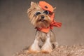 Funny yorkshire terrier dog wearing hat, glasses and scarf sticking out tongue