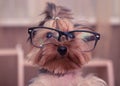 Funny Yorkshire Terrier with glasses closeup