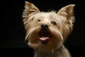 Funny Yorkshire Terrier portrait in a dark studio