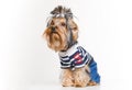 Funny Yorkshire terrier in pullover