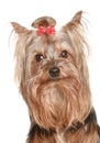 Funny Yorkshire terrier puppy
