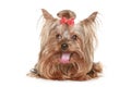 Funny Yorkshire terrier puppy