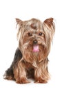 Funny yorkshire terrier puppy