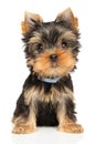Funny Yorkshire Terrier puppy on a white background Royalty Free Stock Photo