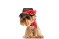 Funny yorkshire terrier puppy wearing hat, sunglasses and bandana Royalty Free Stock Photo