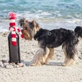 Funny Yorkshire Terrier sniffs a gift bottle of wine in knitted