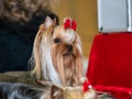 Funny Yorkshire terriers, tiny dogs