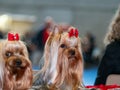 Funny Yorkshire terriers, tiny dogs