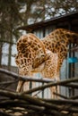 Funny young African giraffe child twisted his neck for clean wool, washed on the background of parents of adult giraffes