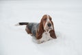 Funny young basset hound runs and plays in deep snow