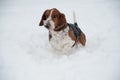 Funny young basset hound runs and plays in deep snow