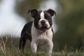 Funny Young BostonTerrier Dog Outdoor in the park Royalty Free Stock Photo