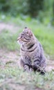 Funny young cat outdoors