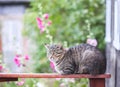 Funny young cat sitting on railing outdoors Royalty Free Stock Photo