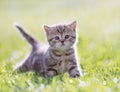 Funny young cat standing in green grass Royalty Free Stock Photo