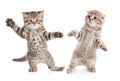 Funny young cats dancing