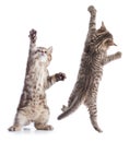 Funny young cats standing and hanging isolated Royalty Free Stock Photo