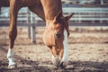 Funny young chestnut budyonny gelding horse in paddock in warm spring daytime