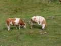 Funny young cow with bell on meadow Royalty Free Stock Photo