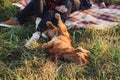 A funny young dog is lying on the grass and playing with his masters. Cocker spaniel raise his paws up.