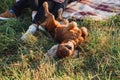 A funny young dog is lying on the grass and playing with his masters. Cocker spaniel raise his paws up.