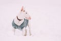 Funny Young English Bull Terrier Bullterrier Puppy Dog Posing Outdoor In Snow Snowdrift. Winter Season. Playful Pet Royalty Free Stock Photo