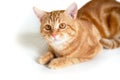 Funny young ginger cat looking at camera. Adorable orange pet. Cute tabby red kitten lies isolated Royalty Free Stock Photo