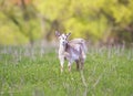 Funny young goat is grazed on a green meadow on a Sunny summer d Royalty Free Stock Photo